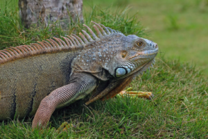 Iguana